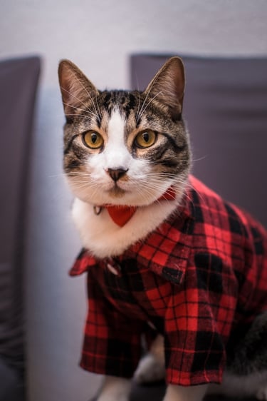 Un gato atigrado doméstico con una elegante camisa de franela a cuadros rojos y negros y una pajarita.