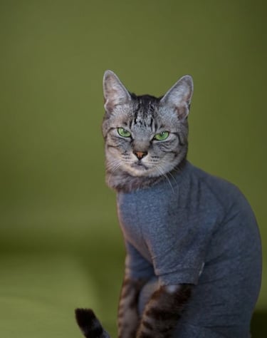 Un gato atigrado con llamativos ojos verdes, vestido con una camiseta gris para mascotas, sentado sobre un fondo verde.