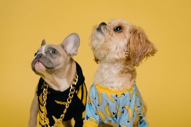Un bulldog francés y un shih tzu con elegantes sudaderas para perros y cadenas de oro sobre un fondo amarillo.