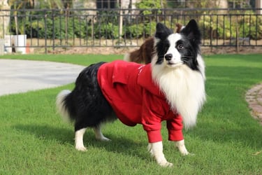 Un Border Collie blanco y negro con una sudadera roja para perros de pie sobre un césped verde.