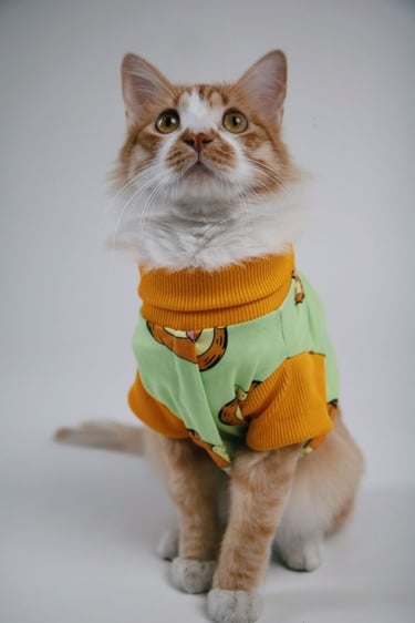 Un gato esponjoso color naranja y blanco con un elegante suéter para mascotas con estampado de aguacate verde 