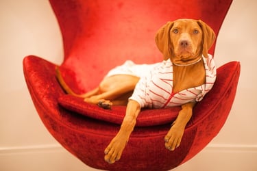Un Vizsla, con un suéter a rayas, descansa en una silla huevo de terciopelo rojo de estilo moderno de mediados de siglo.