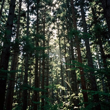 A dense canopy of tall pine trees with sunlight beams piercing through the branches, North American woodland, deep green palette. No people.