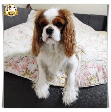 Misty girl Cavalier King Charles Sleepysong Kennel enjoying in her comfort