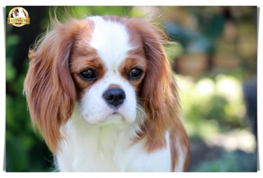 The most beautiful female Sleepysong Kennel Cavalier King Charles DAM