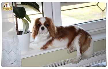 Candy Kiss Female called MISTY enjoying her life in Sleepysong Kennel 