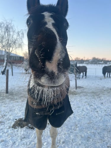 Close-up of a horse with a frozen beard and whiskers standing in a snowy winter paddock.