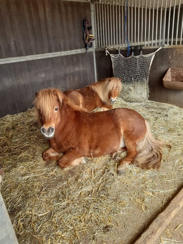Two brown Shetland ponies resting on straw bedding inside a wooden stable stall.