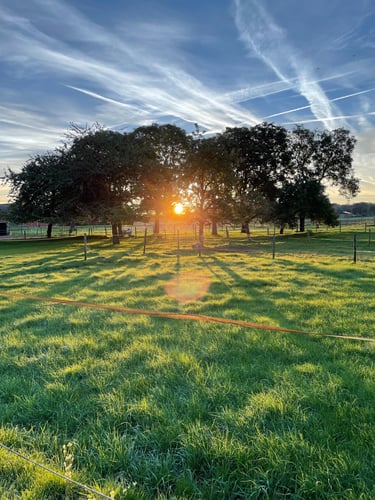Golden sunset shining through trees over a lush green farm pasture with a blue sky and contrails.