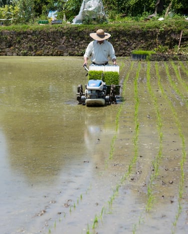 A farmer in a straw hat operates a walk-behind rice transplanter machine to plant green seedlings in a flooded paddy field.