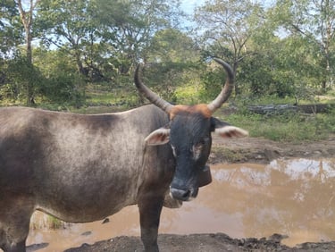 Livestock Machinery Market 2026