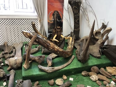 Fossils and Taxidermy Trophies logo