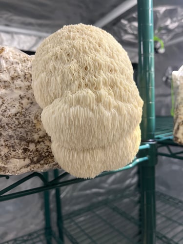 Fresh lions mane mushroom growing from a substrate bag on a wire shelf in a grow tent.