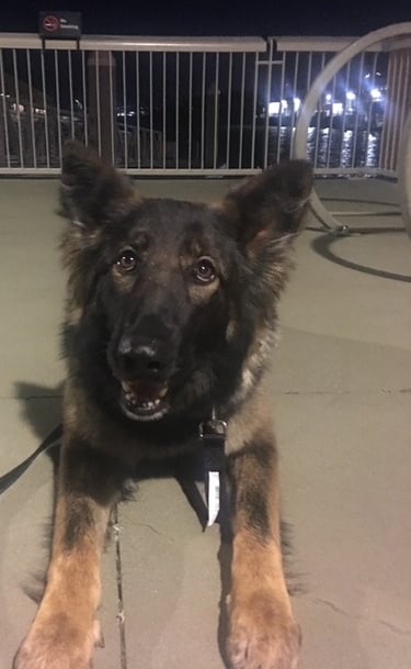 K9 Odie Taking a rest EOD and bomb detection