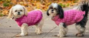 Dos pequeñas shitzu de paseo con coquetos sueters rosas