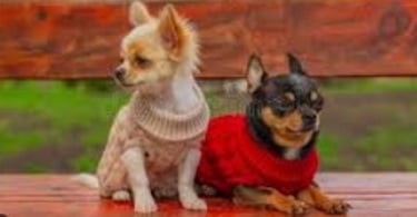 Dos chihuahuas con ropa muy abrigadora sentados en una banca