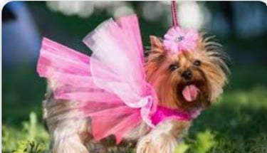 Pequeña yorkie con un tutu rosa luciendo muy coqueta
