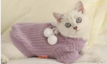Gato blanco con ojos grises usando un sueter morado