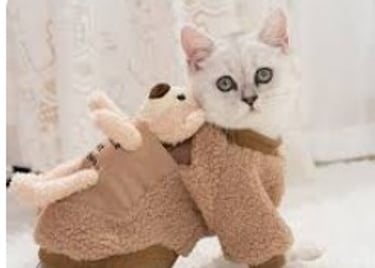 Gatito blanco con una tierna pijama y su osito