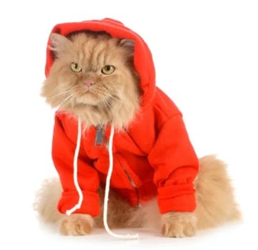 un gato cafe con hoodie naraja