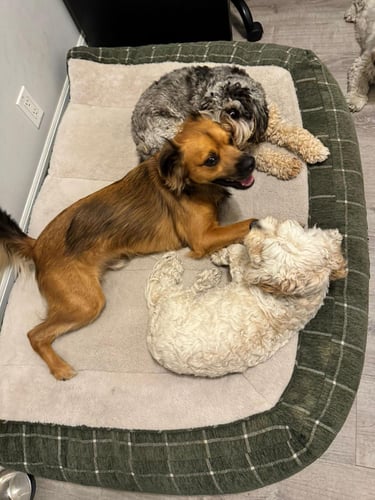 Perros en una guarderia