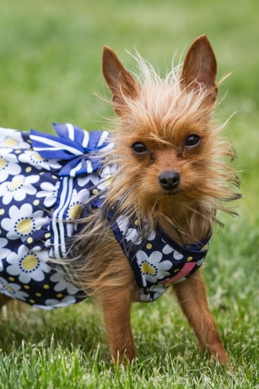 Perrito con vestido hecho a la medida