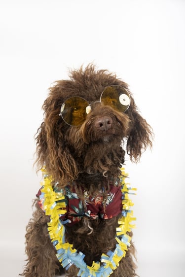 Perro con ropa hecha a su medida