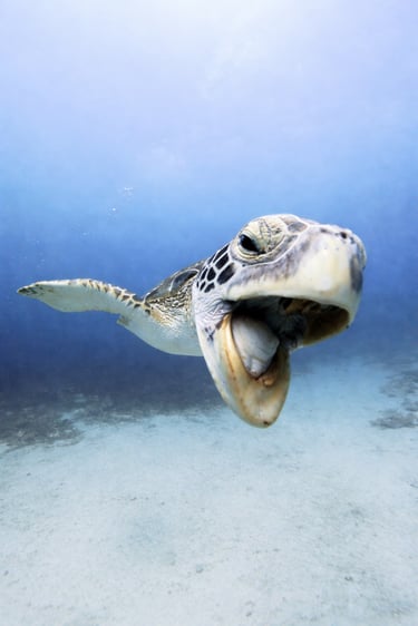 tortue