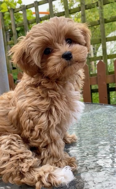 multipoo puppy for sale