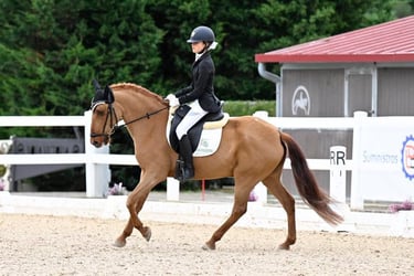 campeonato Euskadi doma clásica 