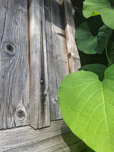 Traditional barn siding protected with breathable exterior wood 