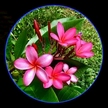 Siquijor Callachuchi Homestay, Callachuchi Homestay logo