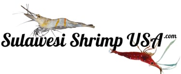 Sulawesi Shrimp USA - The USAs Largest Sulawesi Shrimp Store logo