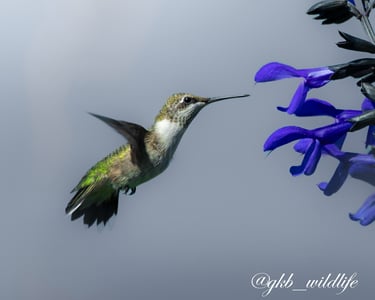 Ruby-throated hummingbird (Archilochus colubris) at the Botanical Garden in Chicago, Illinois