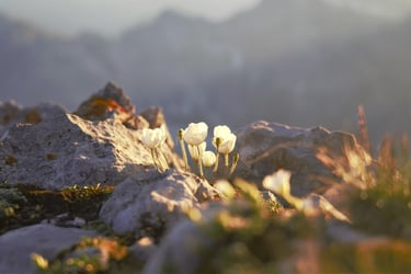 hahnenfuss sonne sunset blume