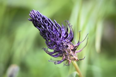 blume sonne ährig freigestellt dunkelblau