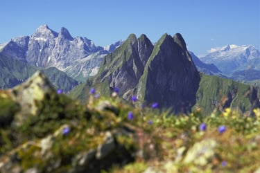 grasberg allgäer alpen blumen grüner berg sonne blauer himmel