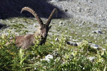 allgäuer alpen männlicher steinbock disteln sonne alpin
