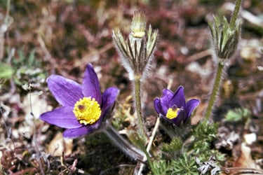 Blüte Frühjahr sonne