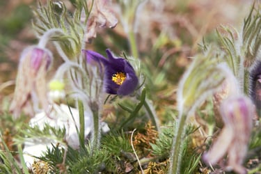 Pulsatilla grün blüte 