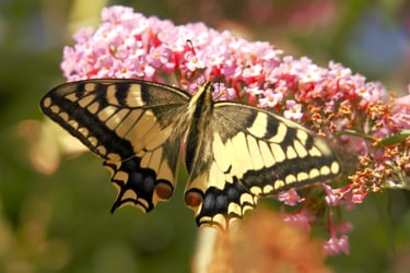 Schmetterling schwalbenschwanz Flieder Sonne