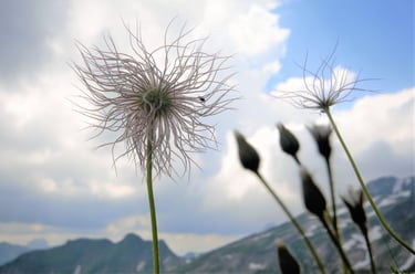Pulsatilla im Gegenlicht fliege zarte faeden himmel wolken schatten bluete