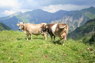 Kühe auf der Alm Berge