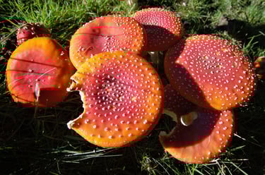 Fliegenpilz Sonne angefressen Gruppe Wiese 