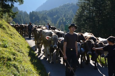 kuhherde hirten sonne bergtal abtrieb
