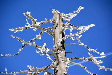 Rauhreif auf altem Stamm blauer himmel