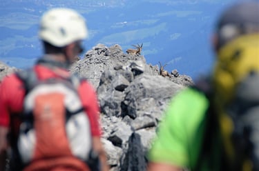 hochfrottspitze steinböcke kletterer sonne allgäuer alpen