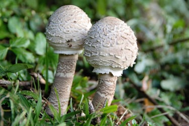 junge Parasolpilze