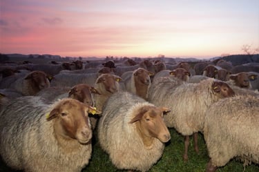 Schafe abends im letzten Licht