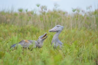 shoebill stork